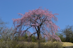 円照寺 桜 牧丘町室伏 山梨市 山梨県