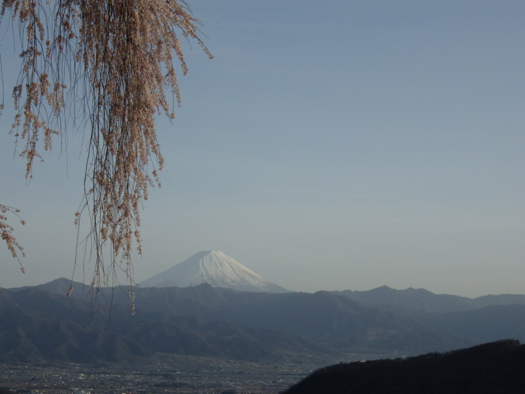乙ヶ妻の桜 牧丘町室伏　山梨市　山梨県　富士山