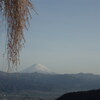 乙ヶ妻の桜 牧丘町室伏　山梨市　山梨県　富士山