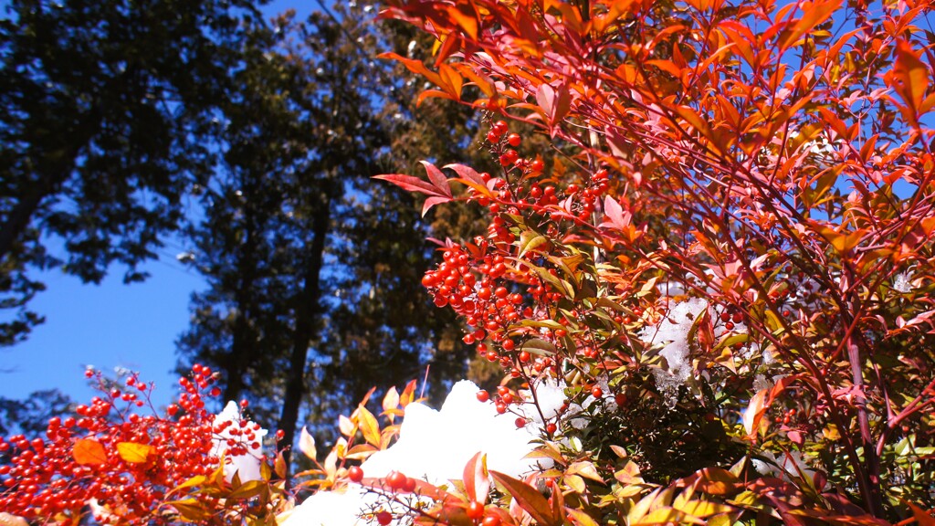 富士山 大沢 山梨市 山梨県 DSC06041