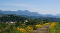 花 乾徳山 神徳橋 山梨市 山梨県 DSC00607