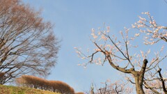 フルーツ公園 花 山梨市 山梨県 DSC_0025