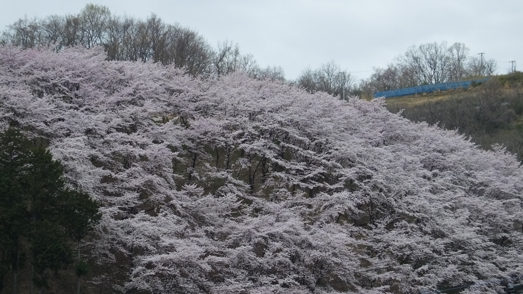 荒神山桜公園 西関東連絡道路 岩手 櫻 山梨市 山梨県