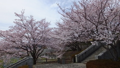 山梨県笛吹川フルーツ公園 山梨市 山梨県