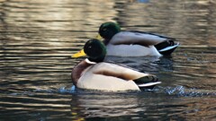 万力公園 根津公園 山梨市 山梨県 DSC00109