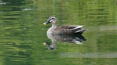 鳥 ちどり湖 万力公園 山梨市 山梨県 DSC00496