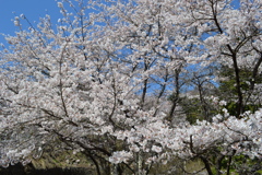 牧丘町 秩父多摩甲斐国立公園 山梨市 山梨県