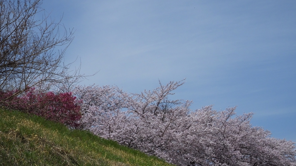 荒川 土手 桜  甲府市池田 山梨県