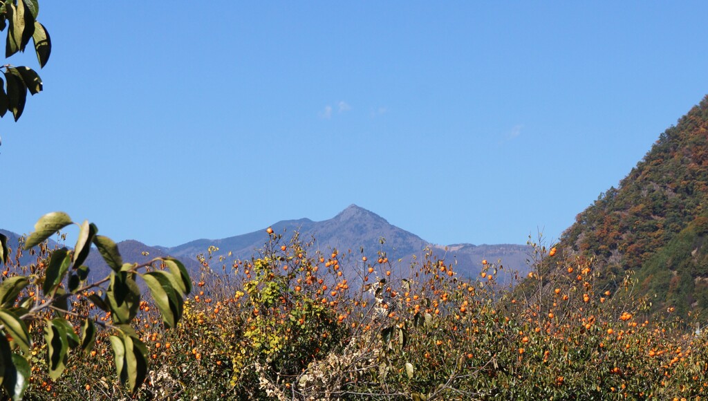 乾徳山 柿 甲州市 松里 フルーツライン 山梨県 DSC02666