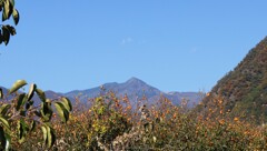 乾徳山 柿 甲州市 松里 フルーツライン 山梨県 DSC02666