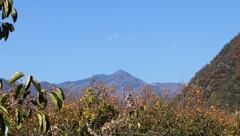 乾徳山 柿 甲州市 松里 フルーツライン 山梨県 DSC02666