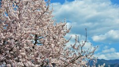 花 甲州市 山梨県 DSC_0030