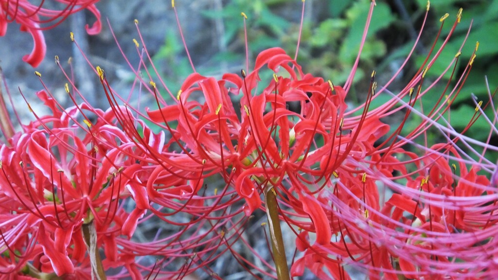 花 塩山ふれあいの森総合公園 甲州市 DSCF3855