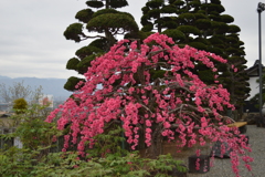 岩泉山光福寺 櫻 甲府市横根町 山梨県