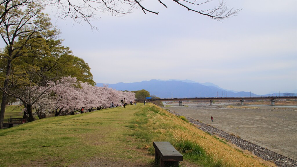 桜 甲斐市 山梨県 DSC02754