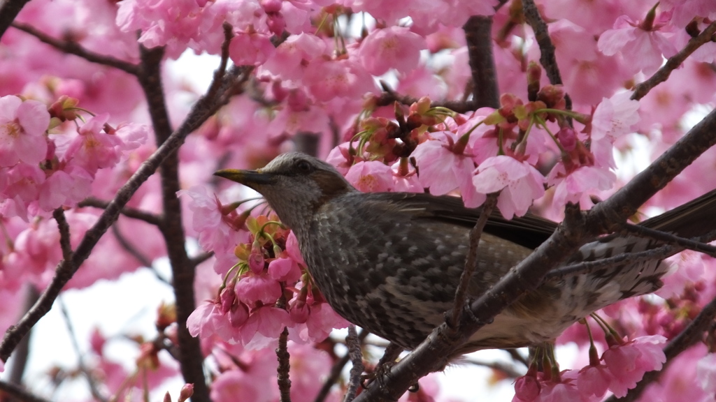 山梨県笛吹川フルーツ公園 山梨市 山梨県