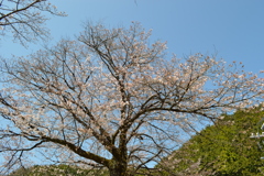 円照寺 桜 牧丘町室伏 山梨市 山梨県