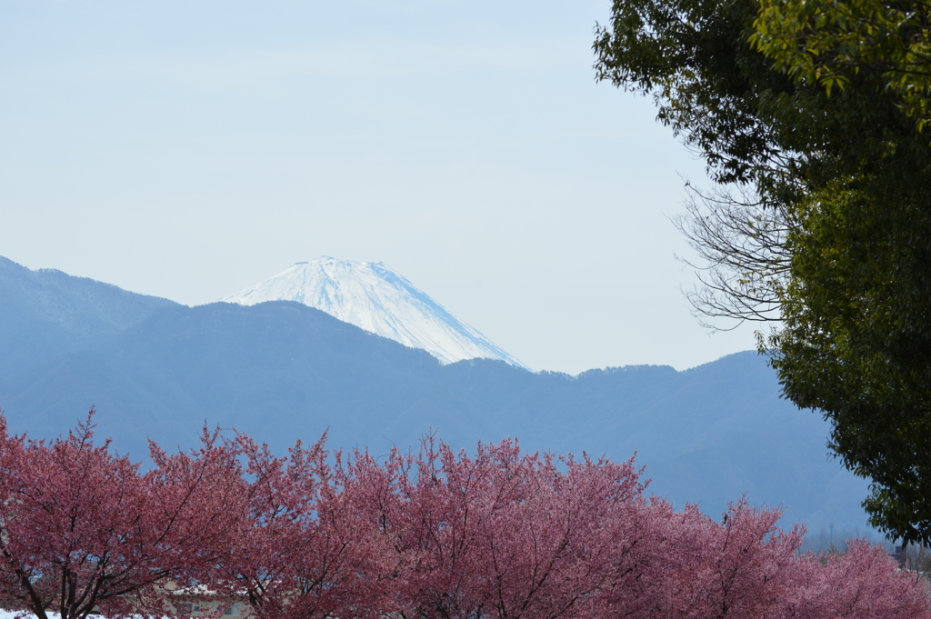 櫻 国母工業団地 宮原町 甲府市 富士山