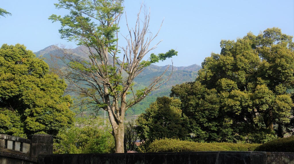 樹木 万力公園 山梨市 山梨県 DSC00505 (2)