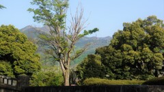 樹木 万力公園 山梨市 山梨県 DSC00505 (2)