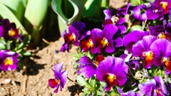 万力公園 山梨市 山梨県 DSC_0058