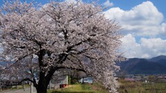 桜 日川 山梨市 山梨県 DSC02476