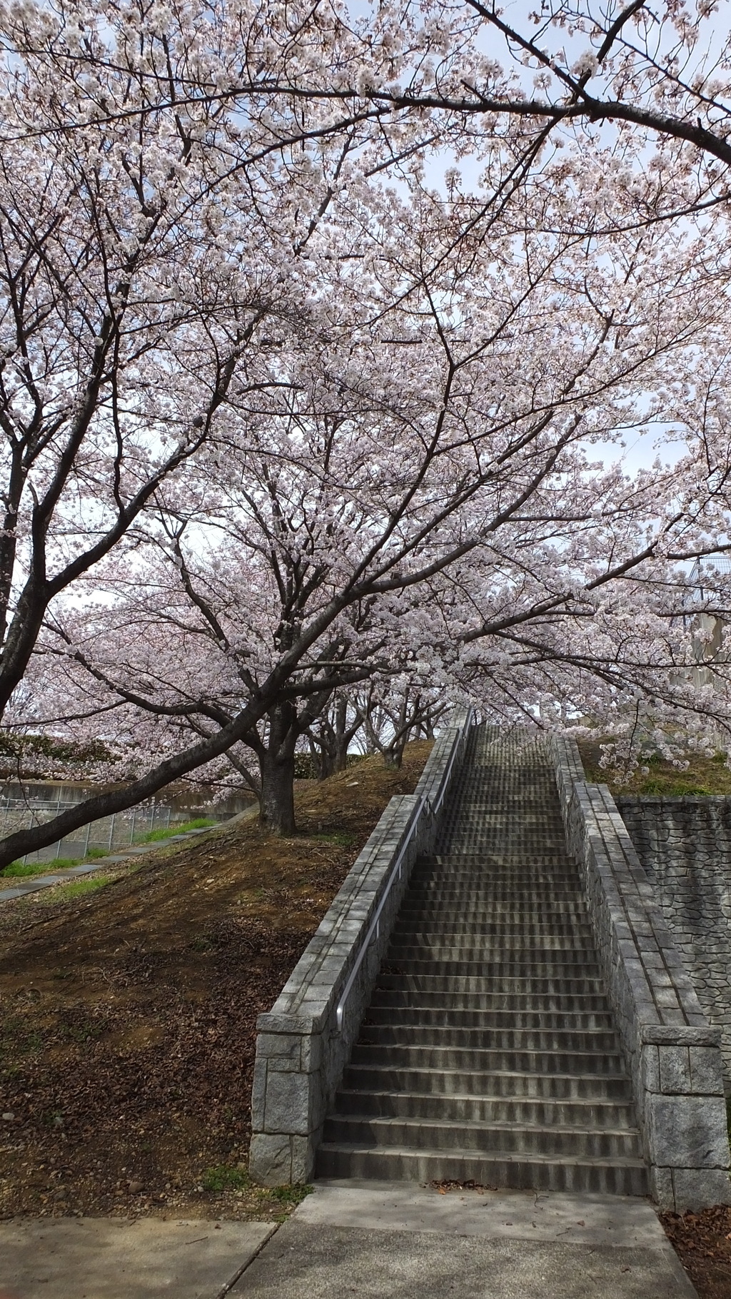 山梨県笛吹川フルーツ公園 山梨市 山梨県