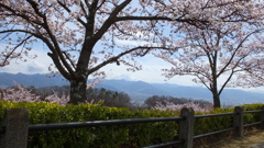 山梨県笛吹川フルーツ公園 山梨市 山梨県