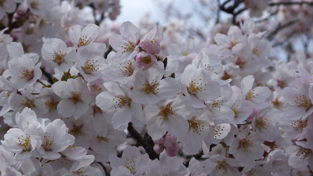 山梨県笛吹川フルーツ公園 山梨市 山梨県