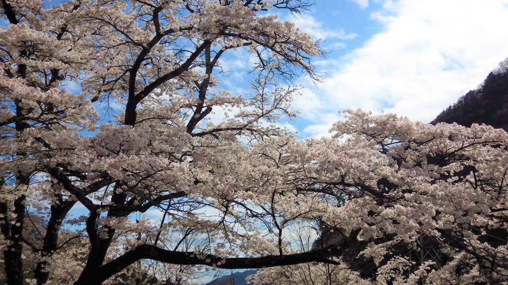 秩父多摩甲斐国立公園 花 山梨市 山梨県 IMGP0049