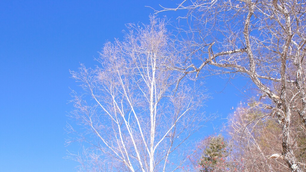 道の駅 みとみ 秩父多摩甲斐国立公園 山梨県 DSC06030