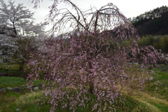 sakura 上柚木 山梨市 山梨県