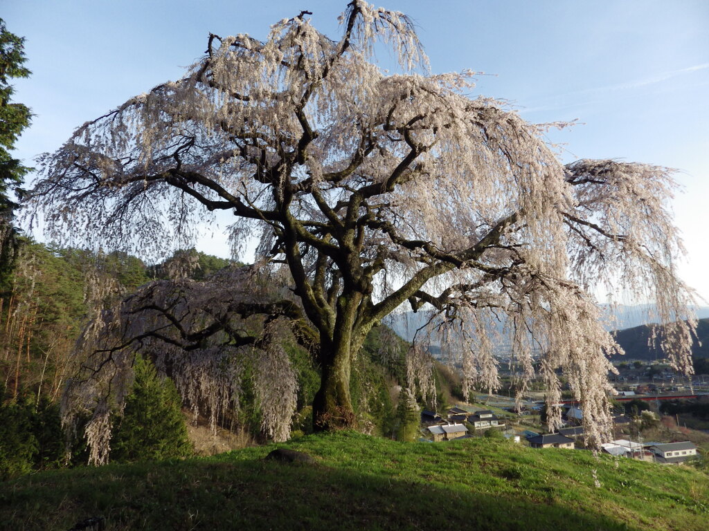 乙ヶ妻の桜 牧丘町室伏　山梨市　山梨県　富士山