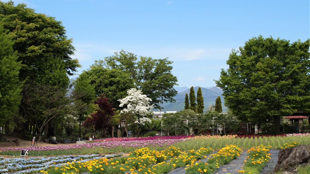 花 ハーブ庭園夢日記 甲州市 山梨県 DSC03073