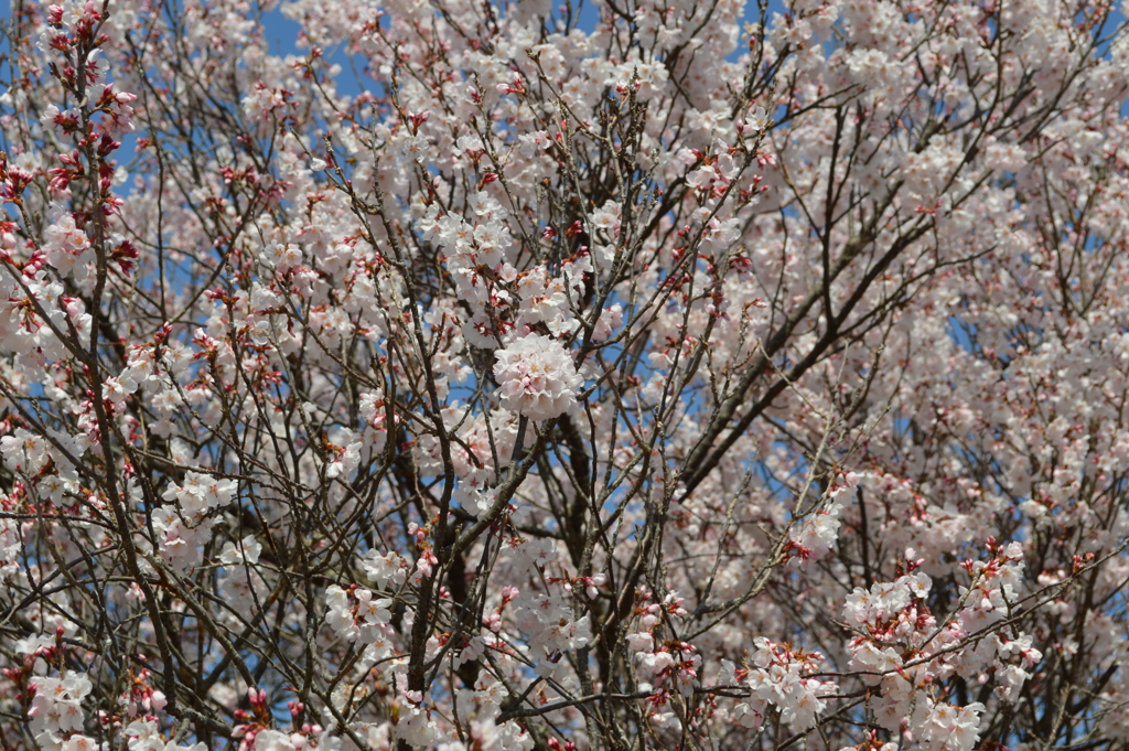 武田八幡宮 韮崎市神山町 山梨県
