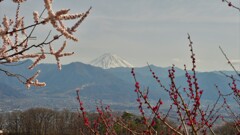 富士山 フルーツ公園 花 山梨市 山梨県 DSC_0022