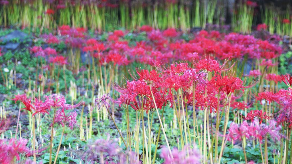 花 塩山ふれあいの森総合公園 甲州市 DSC03812