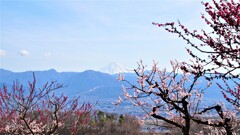 富士山 花 フルーツ公園 山梨市 山梨県 DSC01687
