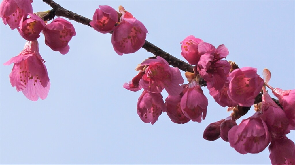 花 山梨県森林公園 金川の森 笛吹市一宮町 山梨県 DSC01758