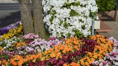 花 山梨市駅 山梨県 DSC_0034