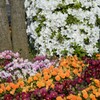 花 山梨市駅 山梨県 DSC_0034