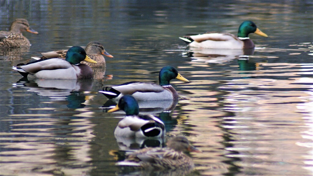 鳥 カモ 万力公園 山梨市万力 山梨県 DSC07656