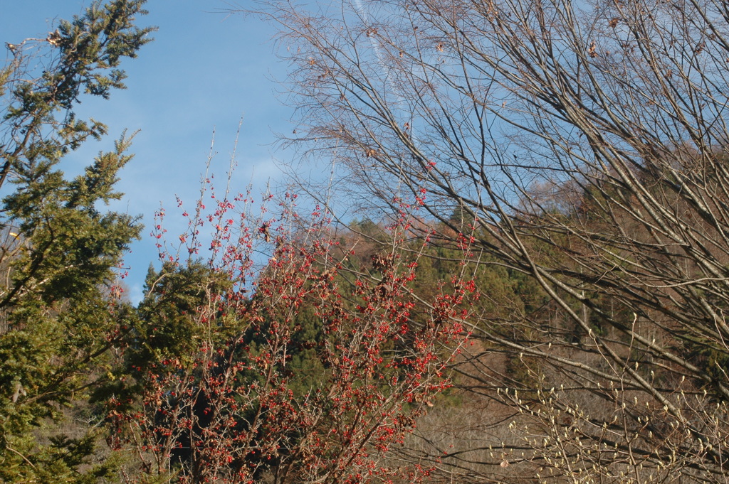 乾徳公園 秩父多摩甲斐国立公園  山梨県 山梨市 三富村 徳和DSC_1808