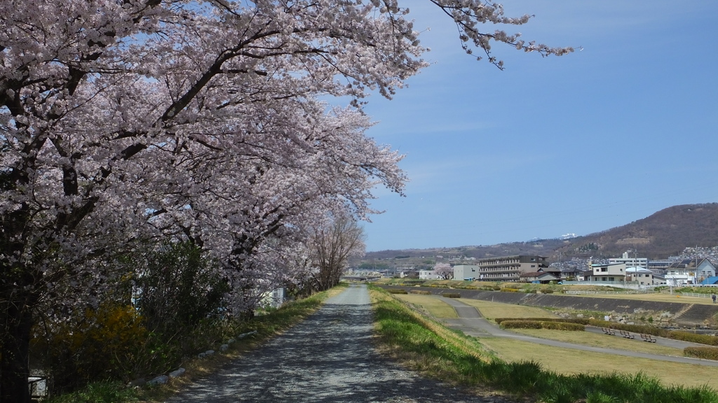 荒川 土手 桜  甲府市池田 山梨県