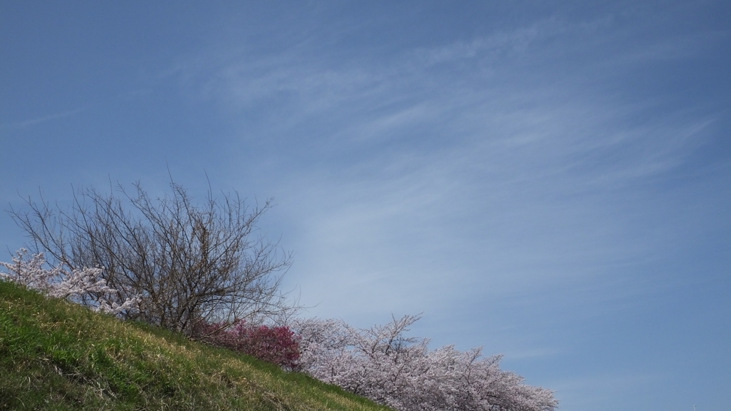 荒川 土手 桜  甲府市池田 山梨県