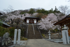 岩泉山光福寺 櫻 甲府市横根町 山梨県