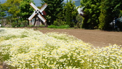 花 ハーブ庭園夢日記 甲州市 山梨県 DSC03329