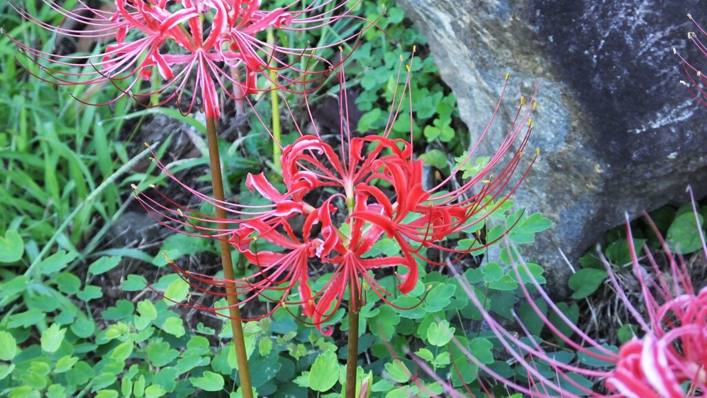 花 塩山ふれあいの森総合公園 甲州市 DSCF3861