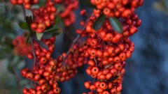 牧丘町隼 山梨市 山梨県 DSC_0159