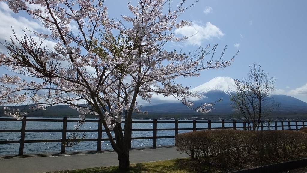 長池親水公園 山中湖 富士山 富士五湖 山梨県